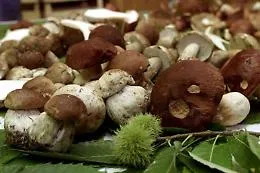 Il "re" del bosco all'ombra dell'Etna: settembre e la magia dei porcini in Sicilia