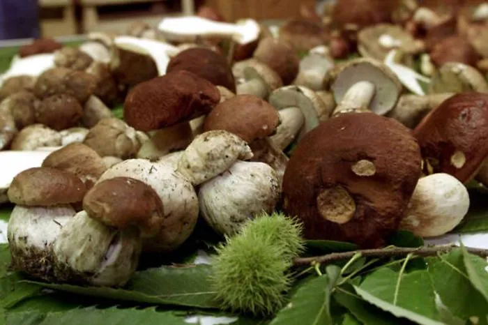 Il "re" del bosco all'ombra dell'Etna: settembre e la magia dei porcini in Sicilia